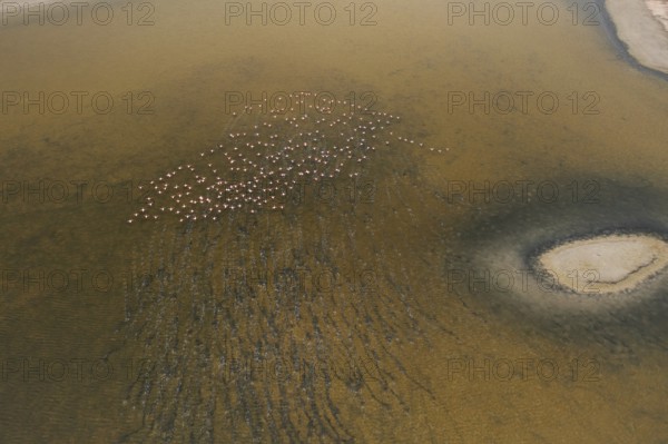 Aerial view of the Toledo Lagoons in Spain, showcasing flocks of Greater Flamingos. The birds