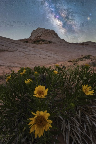 Nighttime capture of the Milky Way over vibrant Desert Sunflowers (Geraea canescens) in Coyote