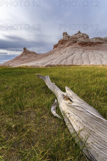 A striking view of Coyote Buttes in the Paria Canyon-Vermilion Cliffs Wilderness, featuring lush