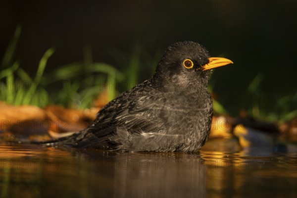 A Common blackbird (Turdus merula) is captured bathing in the tranquil waters of a forest pond