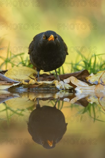A blackbird, the European Blackbird (Turdus merula), standing in shallow water surrounded by fallen