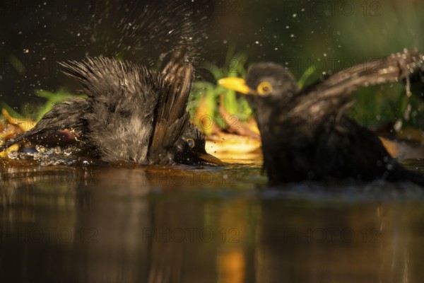 Two common blackbirds, Turdus merula, splashing water around as they bathe in a small garden pond,