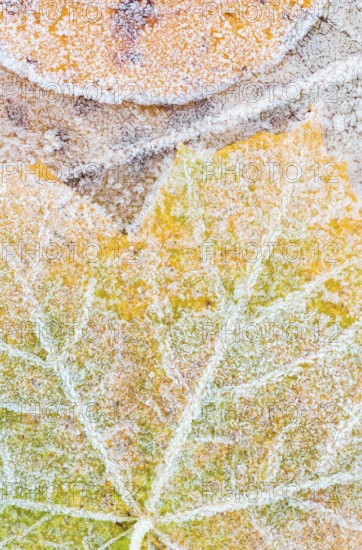 A close-up of colorful maple and cottonwood leaves blanketed with delicate early morning frost,