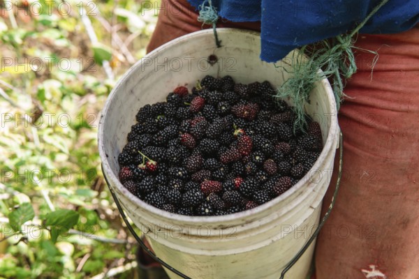 A farmer harvests juicy blackberries in a lush Colombian field, filling a white bucket with fresh