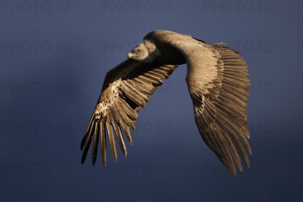 A Griffon Vulture soars majestically through the sky above Alicante, Spain, displaying its