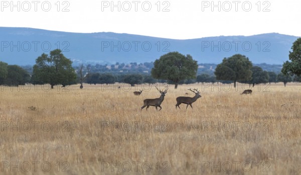 Stunning image capturing deers grazing in the golden sunset of Cabaneros National Park, located in