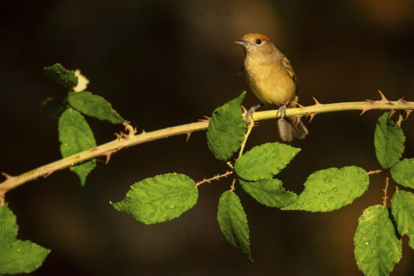 A female olive-crowned greenlet sits delicately on a thorny branch, surrounded by lush green leaves
