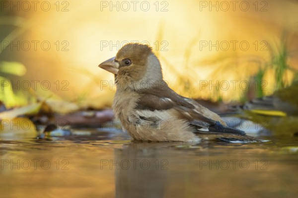 A Hawfinch bird stands partially submerged in water amidst fallen autumn leaves, bathed in soft,