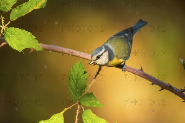 A vibrant blue tit (Cyanistes caeruleus), characterized by its blue and yellow plumage, perches