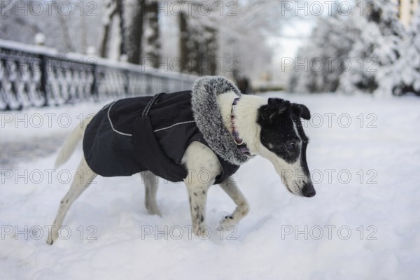 A dog wearing a cozy winter coat strolls along a snow-covered path. The snowy landscape and trees