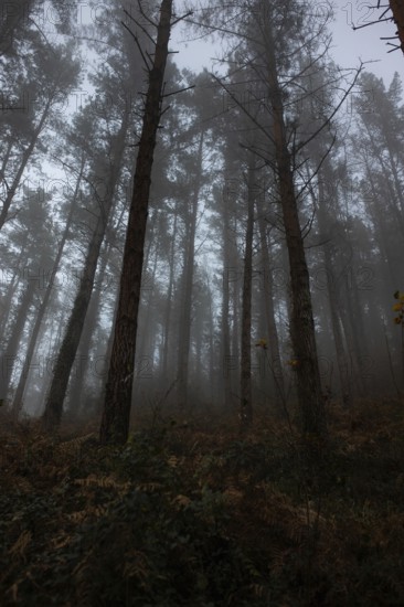 A misty forest scene captures towering trees shrouded in fog, evoking a sense of mystery and