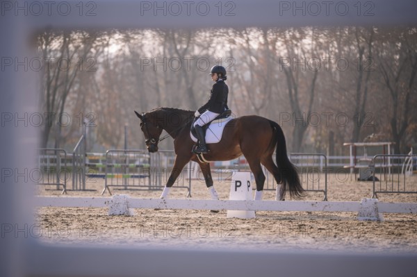 A rider performs classical dressage on a brown horse in an outdoor arena, surrounded by autumn