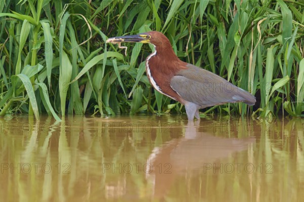 Heron in the water with a captured frog in front of dense reeds, Marbled Heron (Tigrisoma