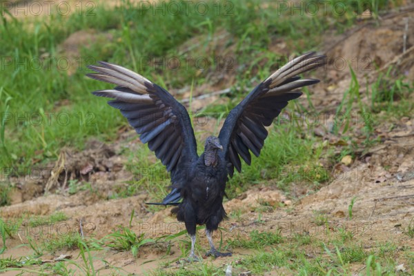 A vulture stands with outstretched wings on grassy ground, Raven Vulture (Coragyps atratus),