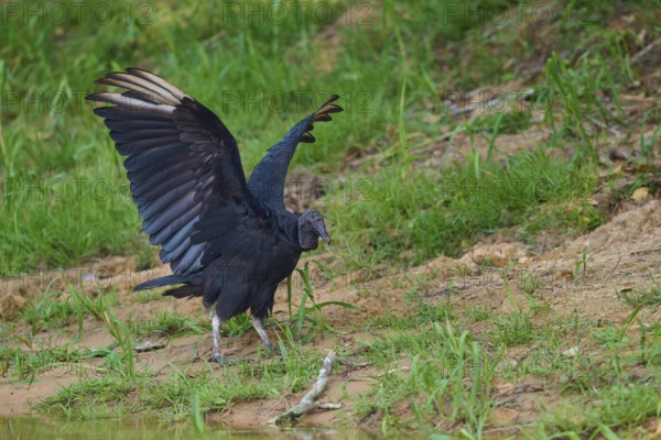 A vulture raises its wings while standing on a grassy area, Raven Vulture (Coragyps atratus),