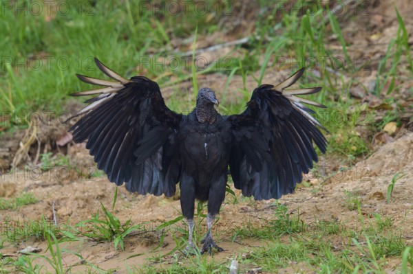 A black vulture with outstretched wings standing on grassy ground, Raven Vulture (Coragyps