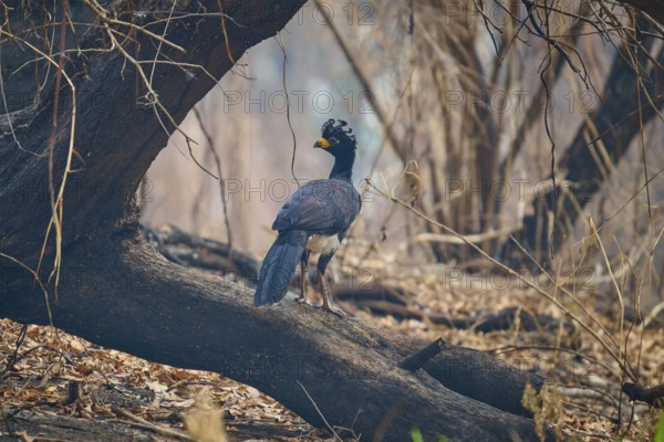 A bird with blue plumage and yellow beak sits on a branch in a dry forest, Bare-faced Hokko (Crax