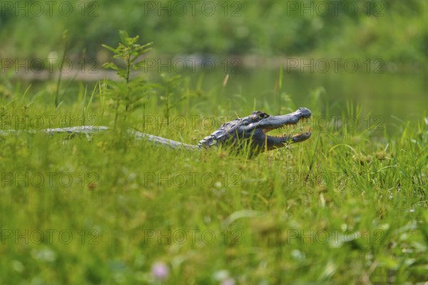 A caiman can be seen half in the dense grass, near a body of water, Spectacled caiman (Caiman