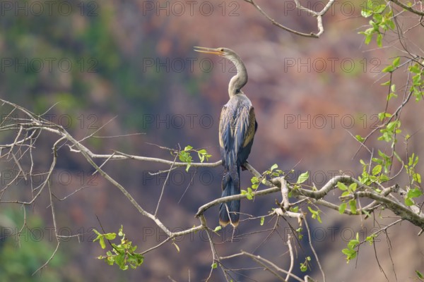 Bird, sitting on a thin branch in front of a background of natural colours and soft drawing, Darter