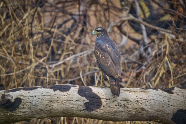 A bird of prey resting on a branch surrounded by dense branches, Black Buzzard (Buteogallus