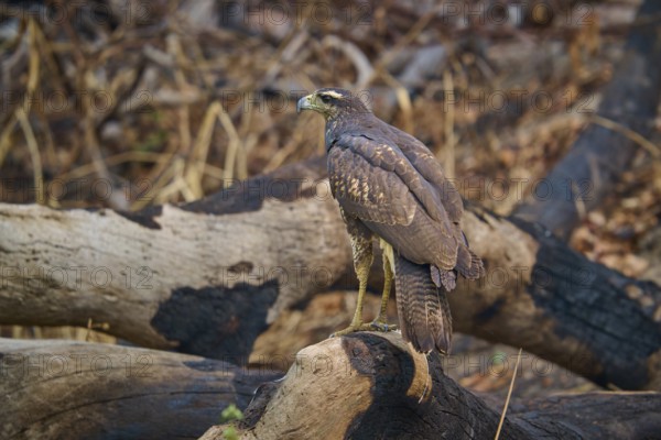 A bird of prey sits attentively on a branch in a wooded area, Black Buzzard (Buteogallus