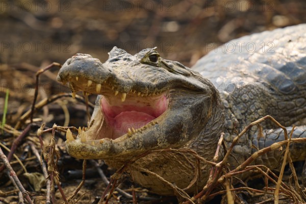 Close-up of a caiman with open mouth and visible teeth on dry ground, spectacled caiman (Caiman