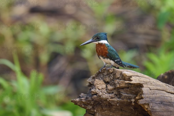 A kingfisher on a tree trunk in front of a natural, blurred background, Amazonian Kingfisher
