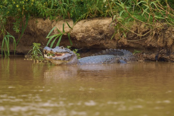A caiman lies on the bank of a river, partly in the water, surrounded by green vegetation,