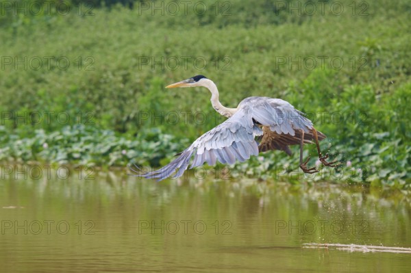 A heron soars above the water surface in a green environment, Cocoi Heron (Ardea cocoi), Pantanal,