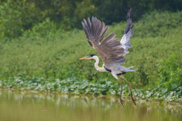 A heron in flight over the water, surrounded by green plants, Cocoi Heron (Ardea cocoi), Pantanal,