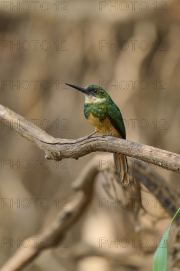 A small bird on a branch in a natural environment, soft blurred background, Rufous-tailed jacamar