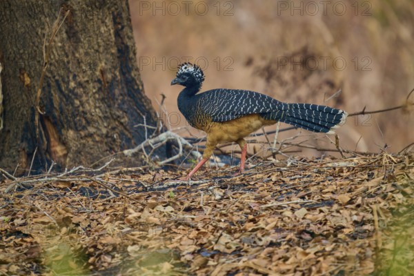 A striped bird with a black head walks through a wooded area covered with foliage, Bare-faced Hokko