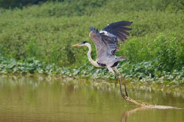 A heron flies over the water, surrounded by green vegetation, Cocoi Heron (Ardea cocoi), Pantanal,