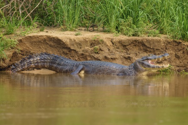 A caiman lies on the bank of a river with its mouth wide open, surrounded by green nature,