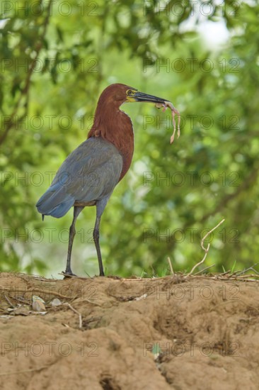 Heron standing on brown ground with a frog caught in its beak, Marbled Heron (Tigrisoma lineatum),