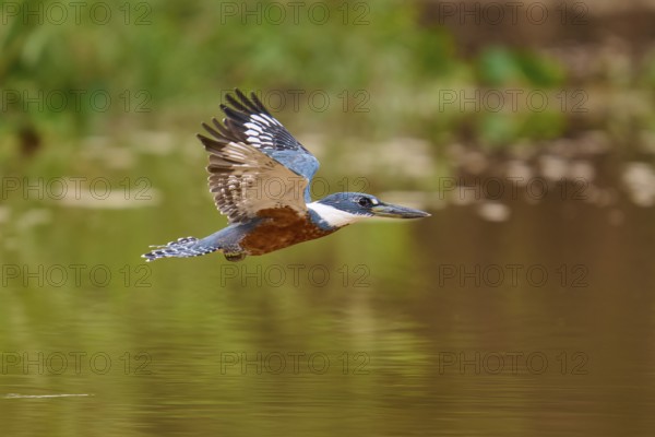 A kingfisher flies along the riverbank, wings spread wide, Red-breasted Kingfisher (Ceryle
