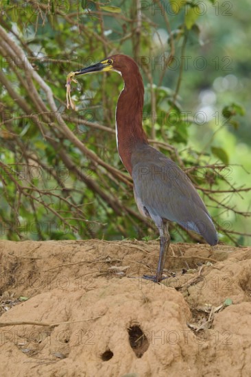 Heron standing in front of trees with frog in beak on earthy ground, Marbled Heron (Tigrisoma