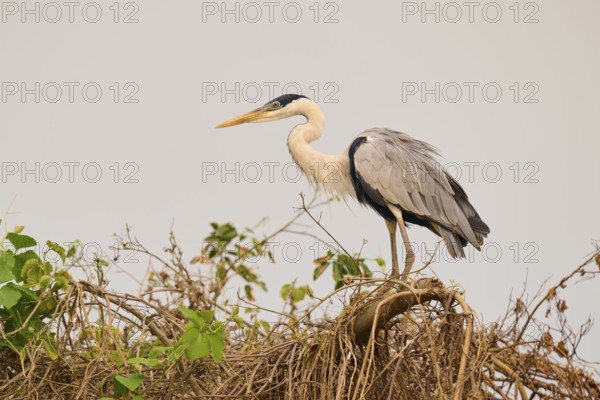 A heron resting on branches against a grey sky, Cocoi Heron (Ardea cocoi), Pantanal, Mato Grosso,