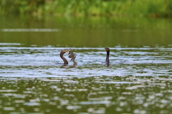 Two birds fighting for a fish in the water, surrounded by greenery, Olive Cormorant, Cormorant,