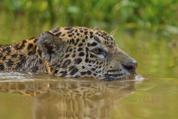 The head of a jaguar emerges from the water as it glides through the natural environment, Jaguar