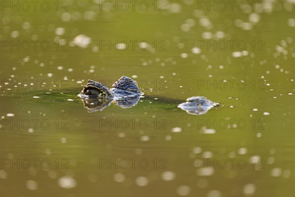 A caiman lies still in the water, its eye and part of its head sticking out, Spectacled caiman