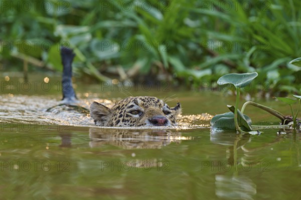 A jaguar swims in a green river, surrounded by plants in the jungle, Jaguar (Panthera onca),