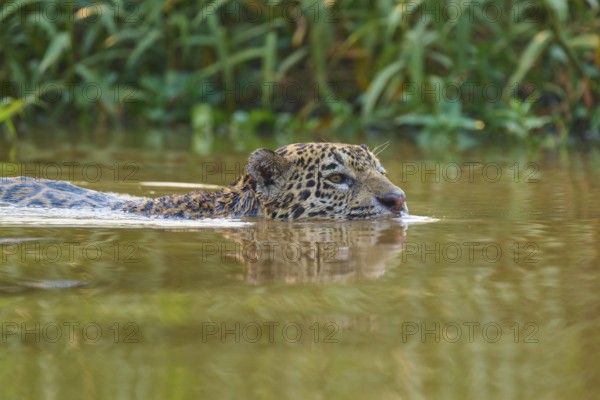 The jaguar swims in the river, its head protruding from the water, surrounded by green vegetation,