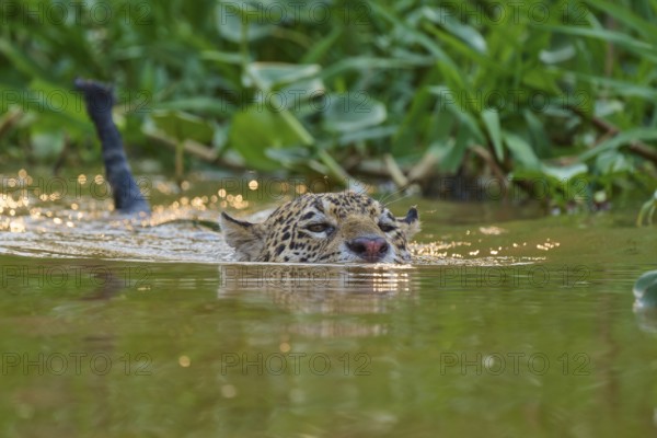 A jaguar swims through the water, surrounded by green vegetation and shimmering light reflections,