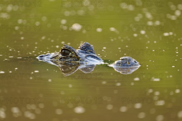 A caiman eye is visible just above the water surface and creates a camouflaged atmosphere,