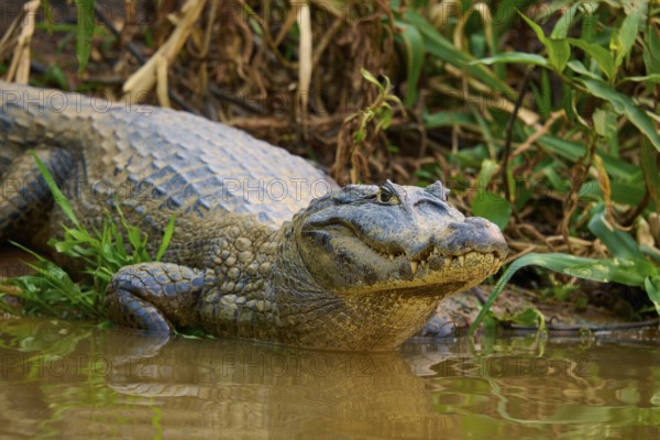 A crocodile in close-up, half waking from the water, surrounded by natural vegetation, spectacled