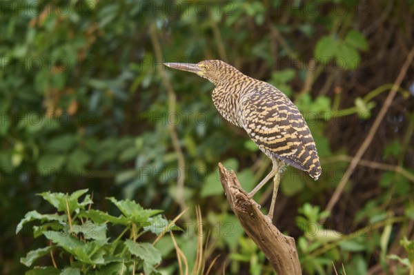Heron standing on a branch surrounded by leaves, Marbled Heron (Tigrisoma lineatum), Pantanal, Mato