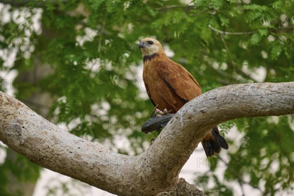 A sitting fish hawk on a branch in front of a green background in a natural environment, Fish Hawk