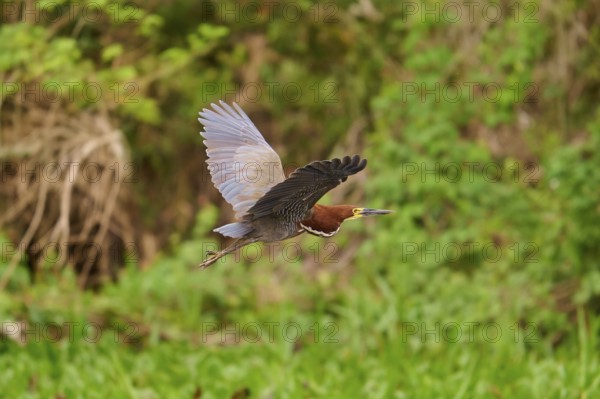 Heron in flight over a green landscape, Marbled Heron (Tigrisoma lineatum), Pantanal, Mato Grosso,