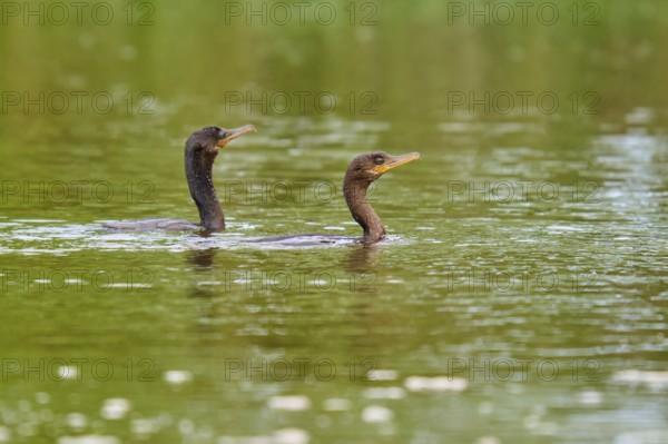 Two cormorants swimming calmly on a green body of water, Olive Cormorant, Cormorant, (Phalacrocorax